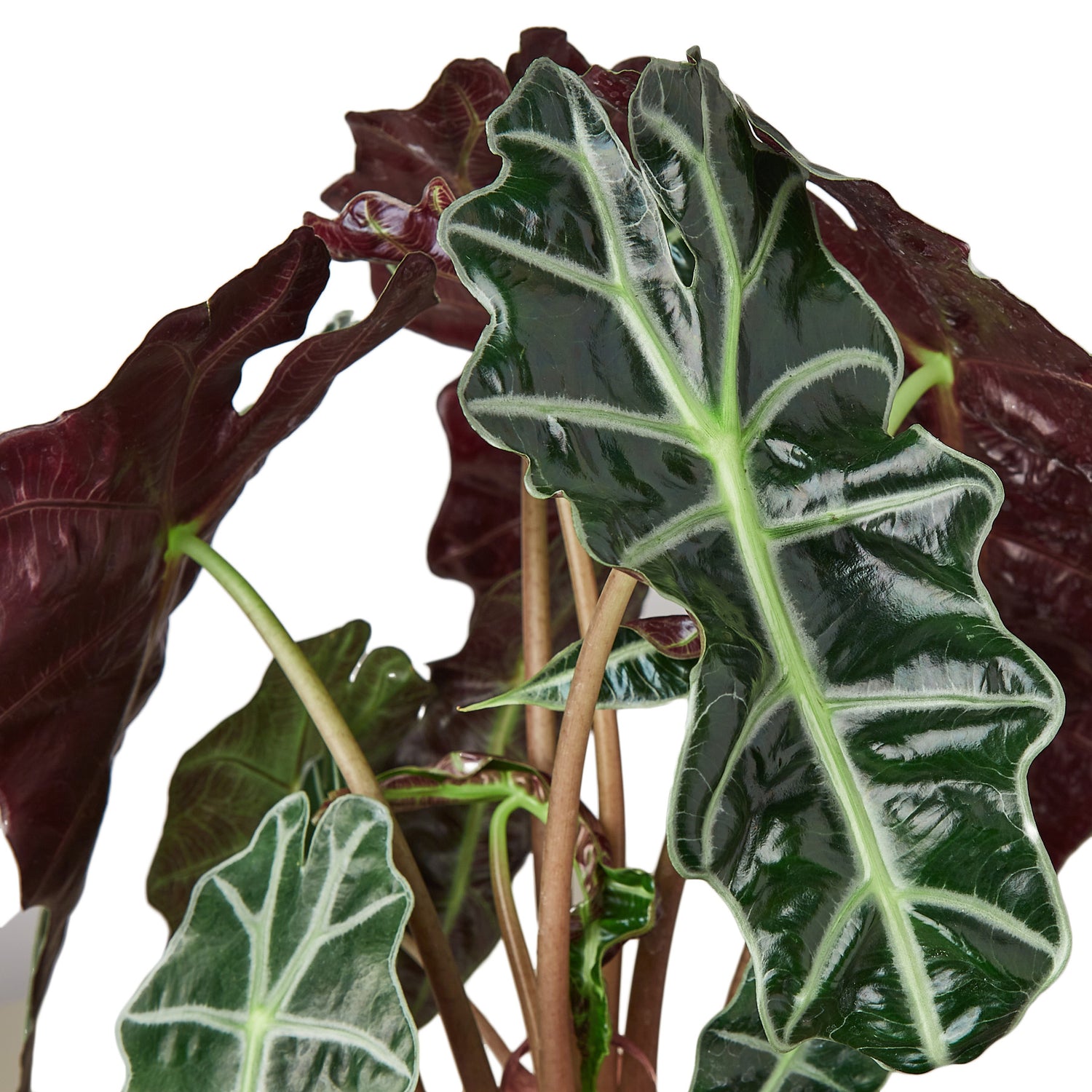 Alocasia