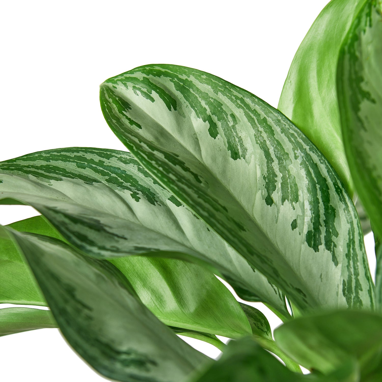 Aglaonema