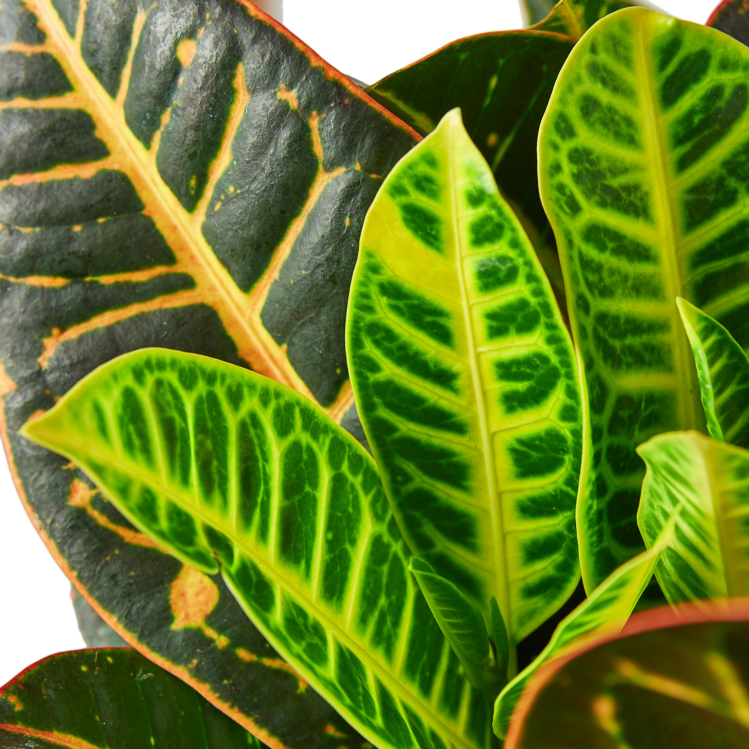 Croton