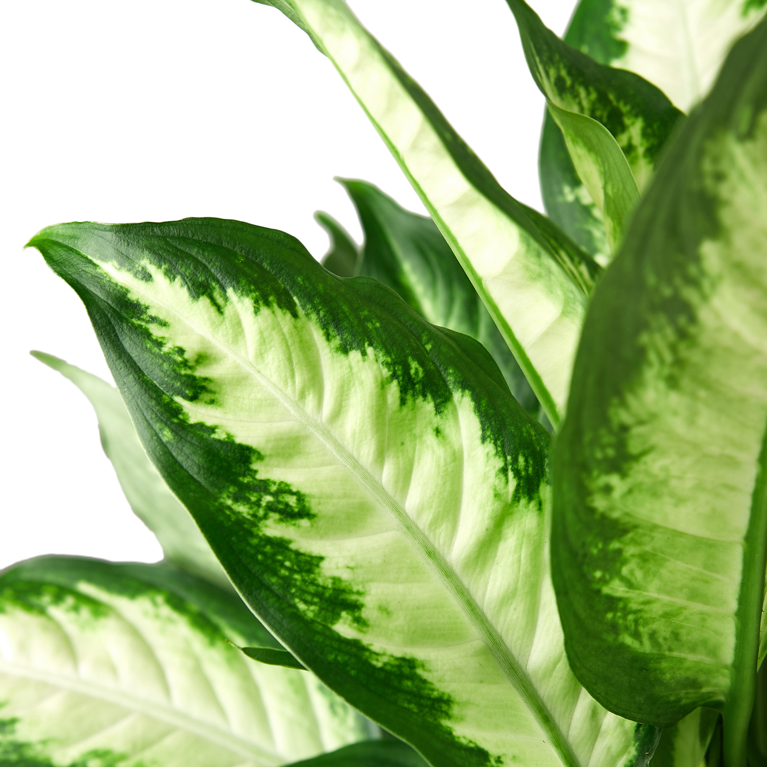 Dieffenbachia