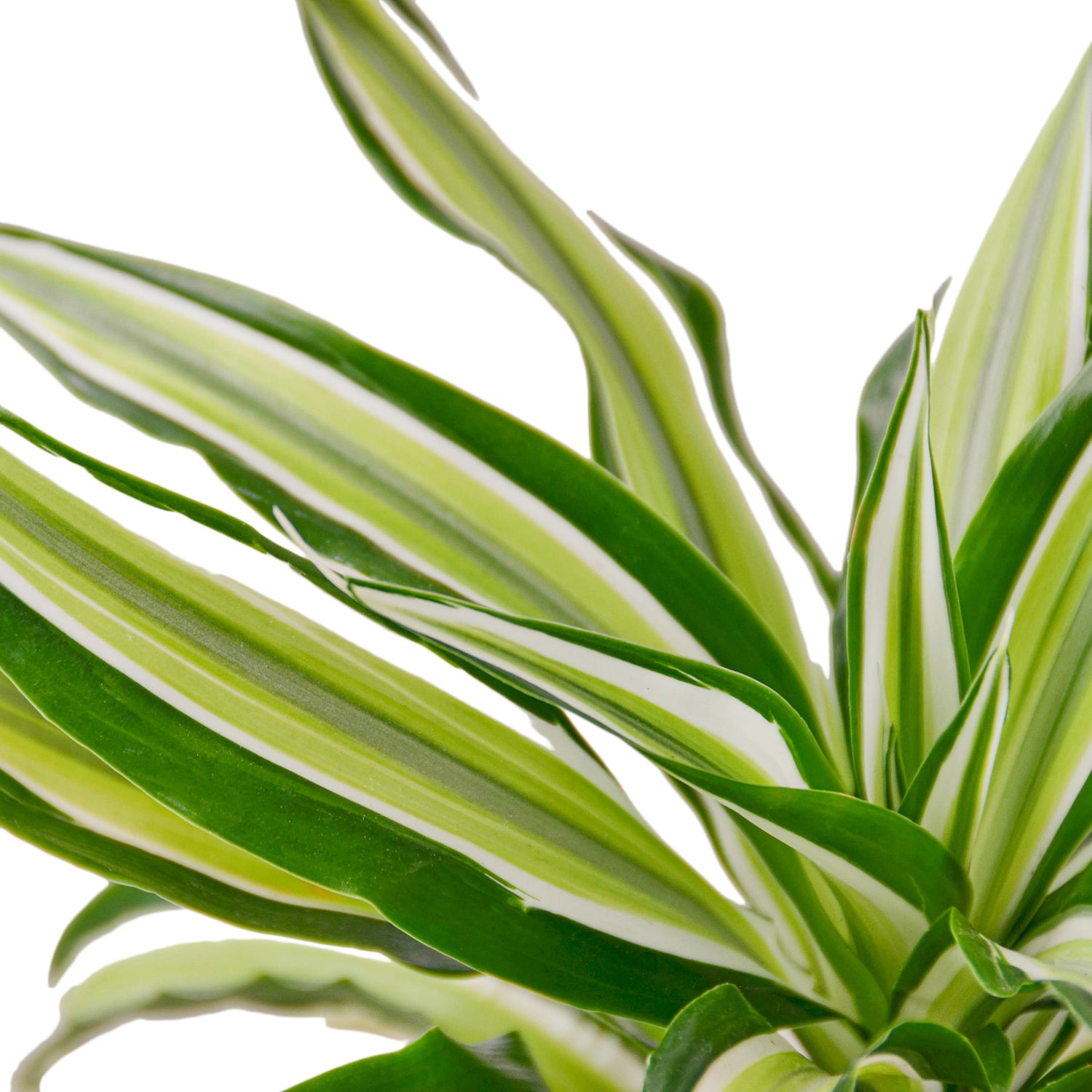 Dracaena