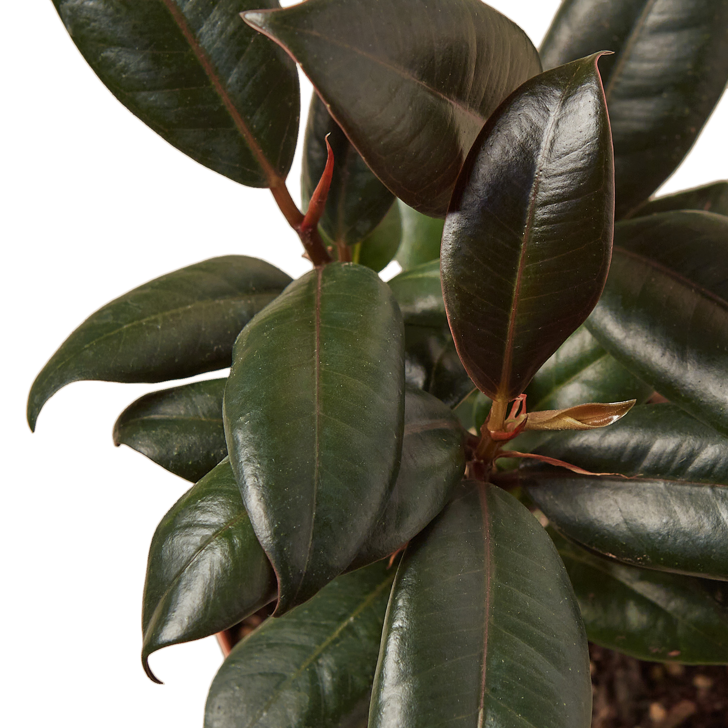 Ficus