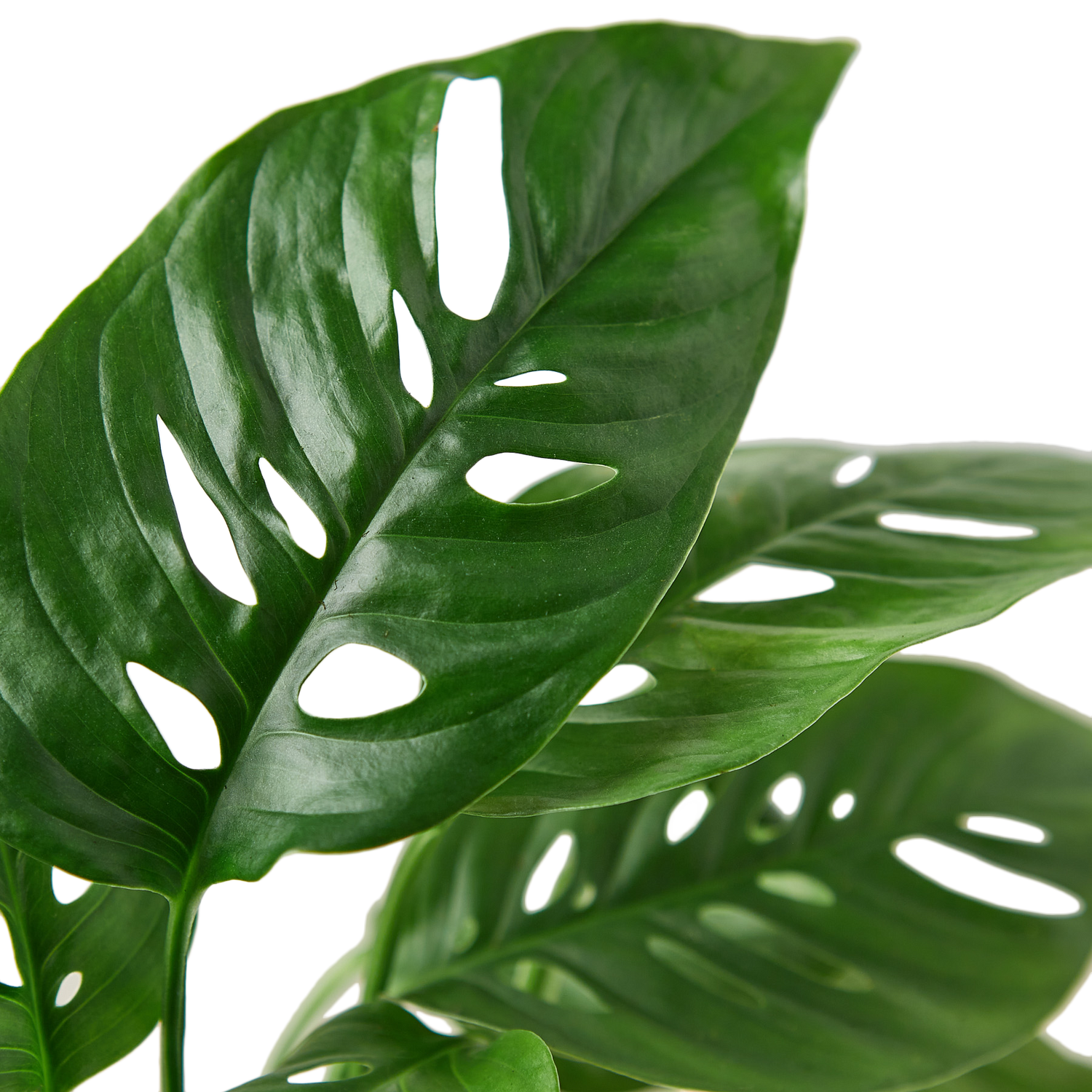 Monstera