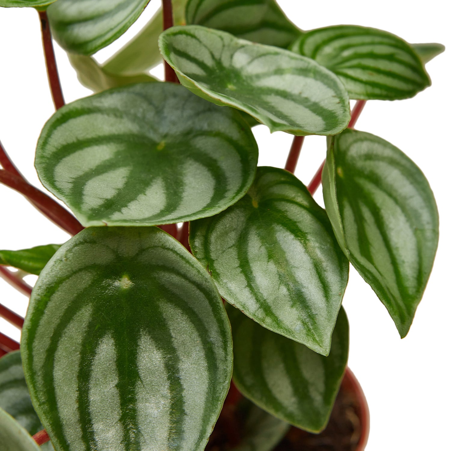 Peperomia & Pilea