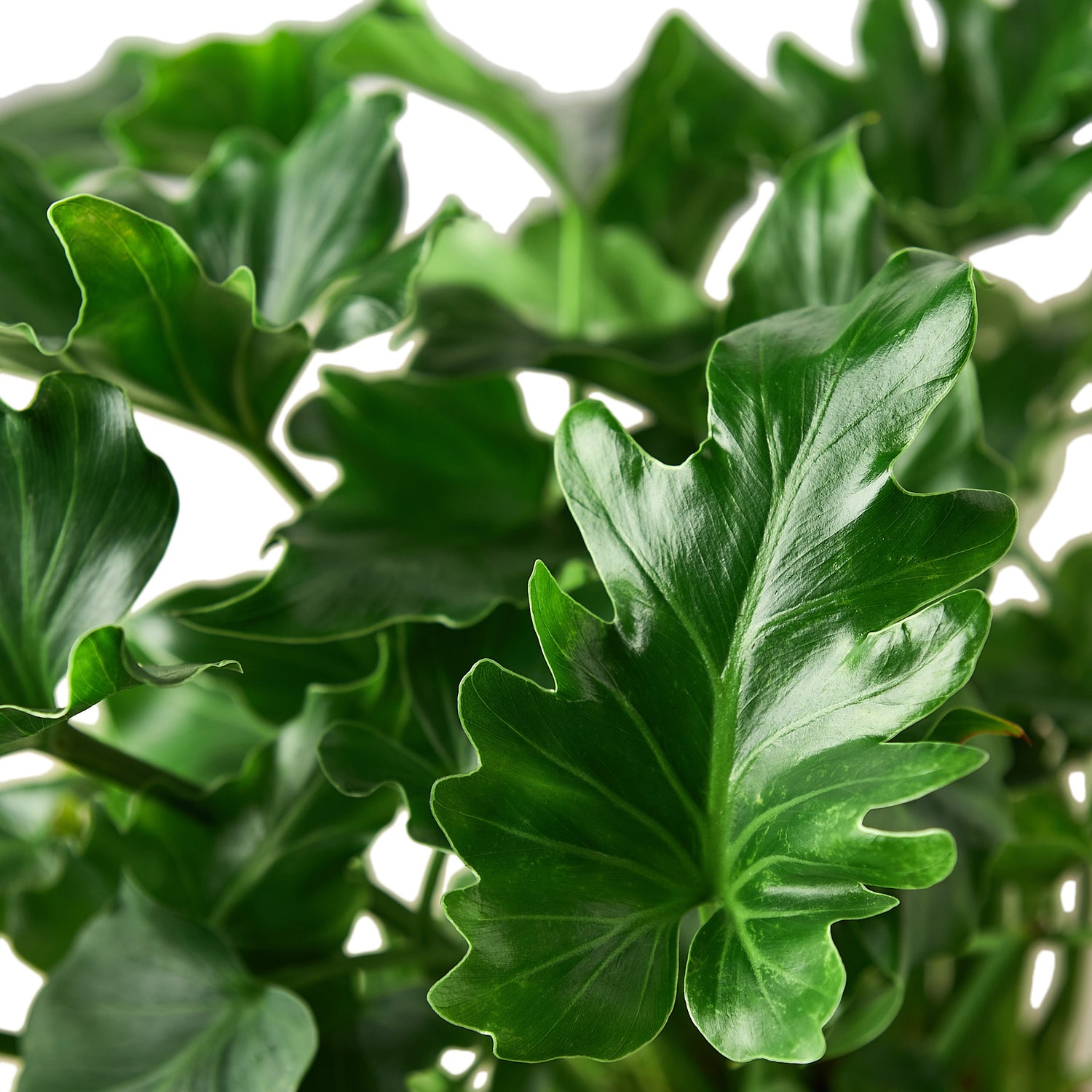 Philodendron