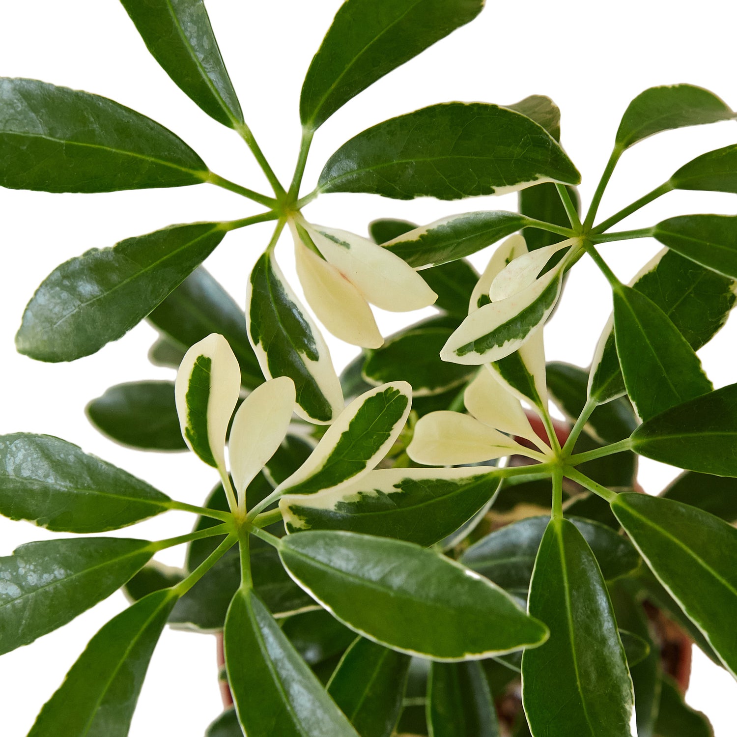 Schefflera