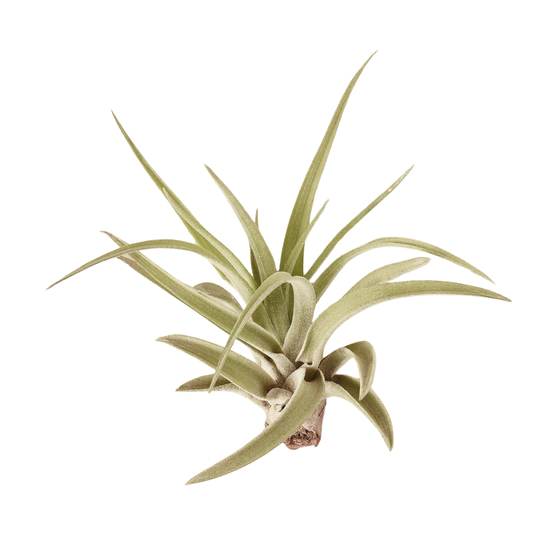 Air Plants