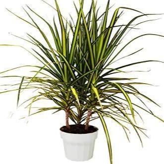 Dracaena Marginata 'Sunshine' 6"