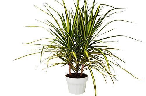 Dracaena Marginata 'Sunshine'