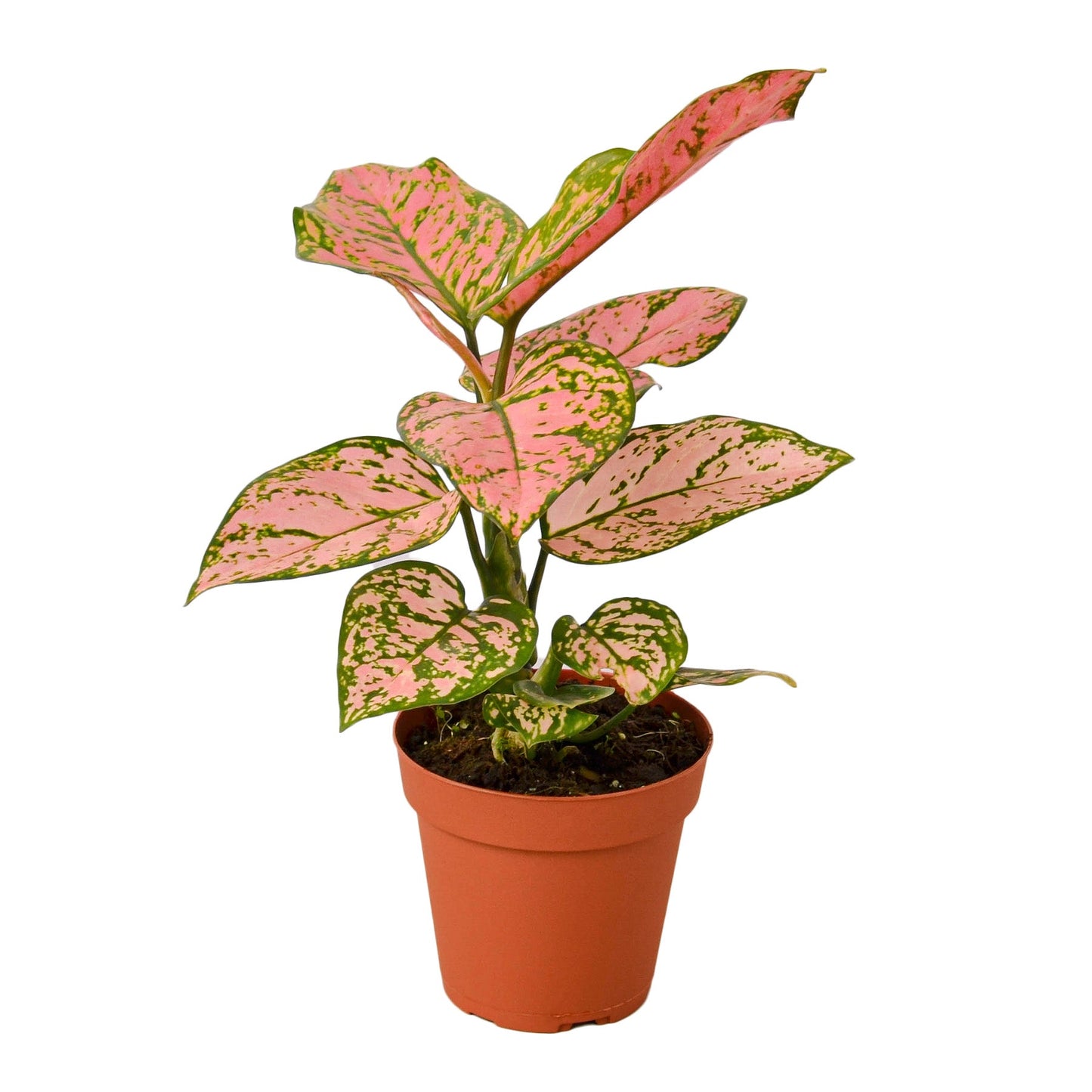 Aglaonema 'Lady Valentine' 4"