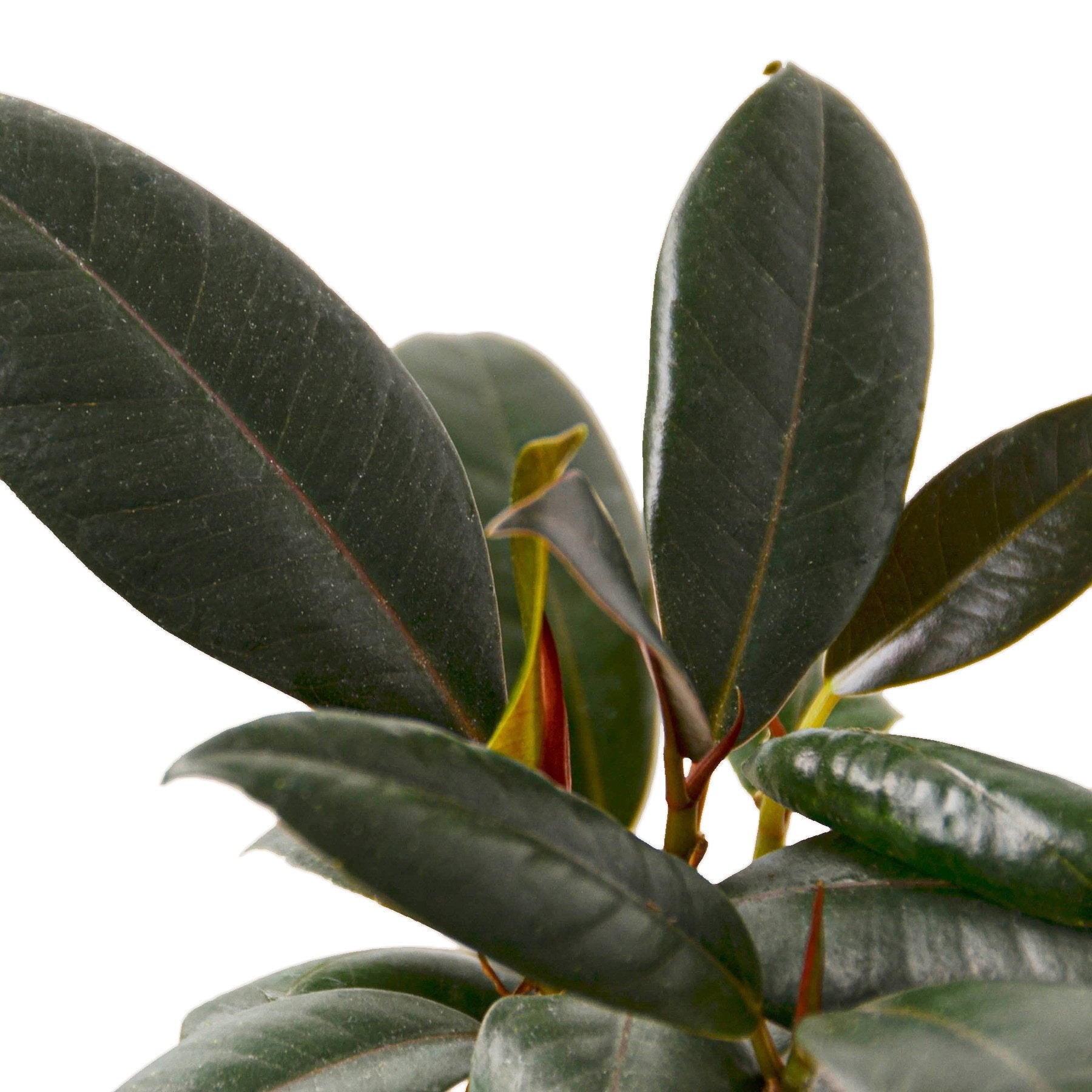 Ficus elastica burgundy