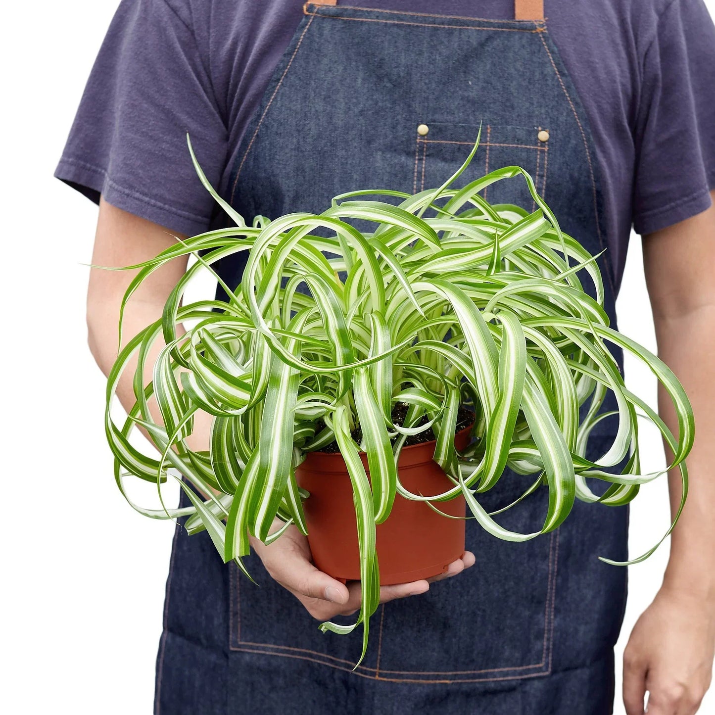 Spider Plant Bonnie