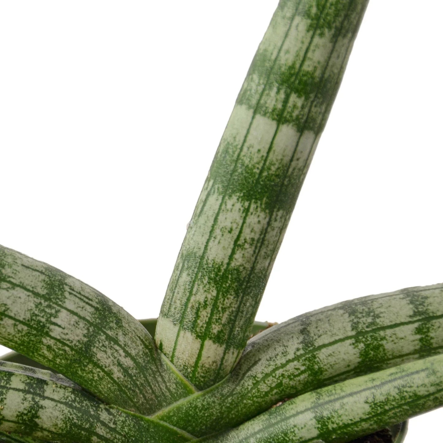 Starfish Snake Plant 