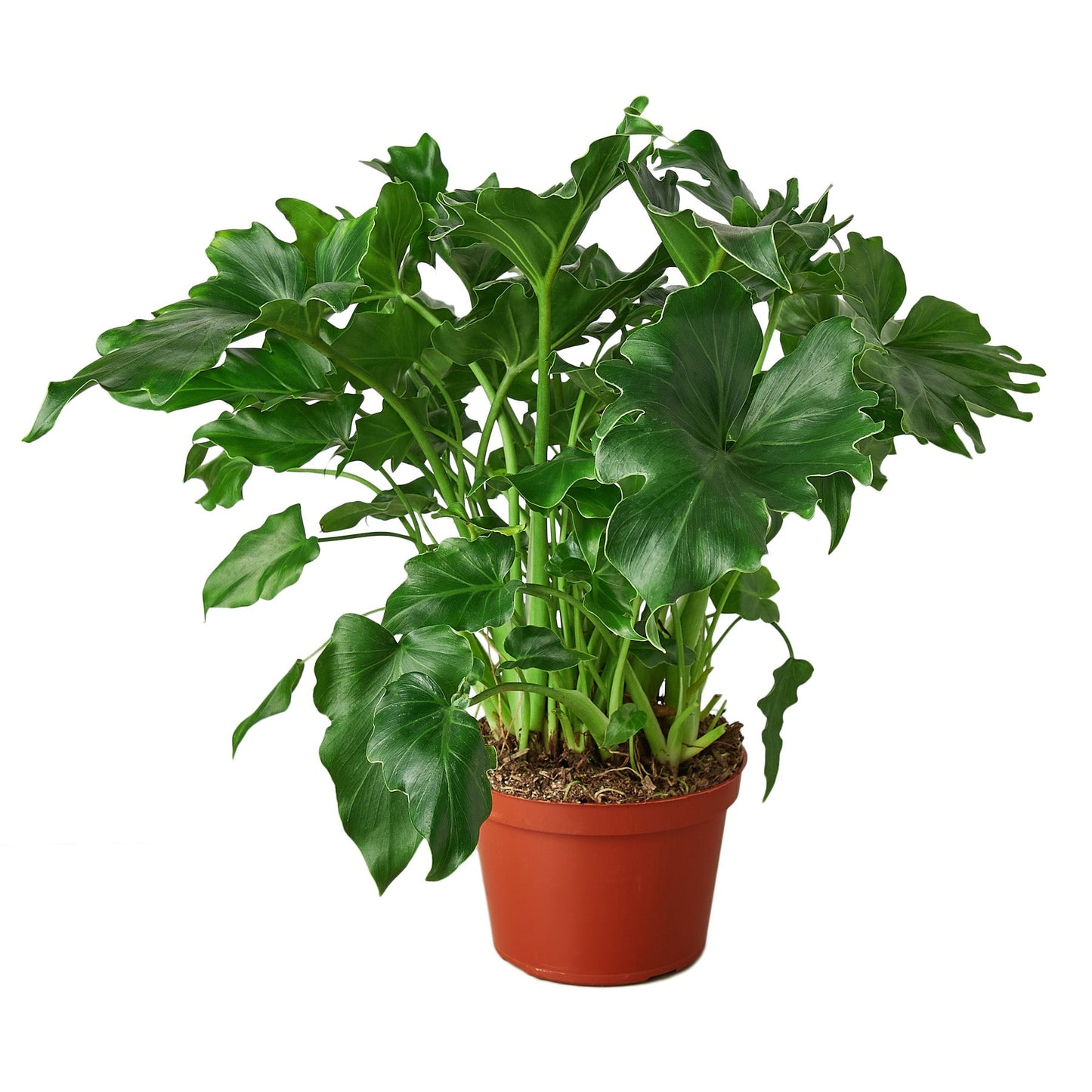 Philodendron selloum Little Hope 6"
