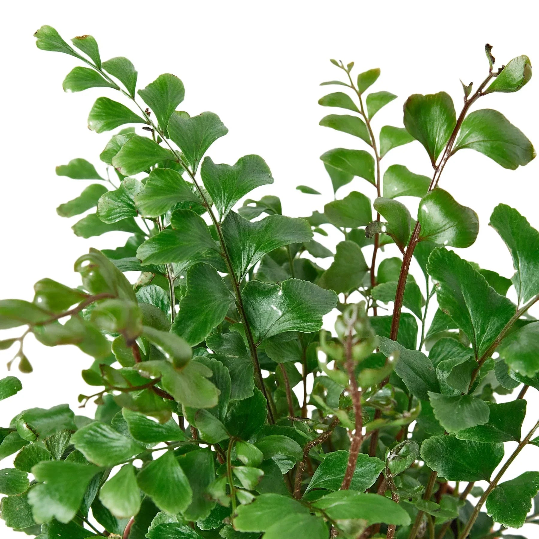 Mahogany Maidenhair Fern