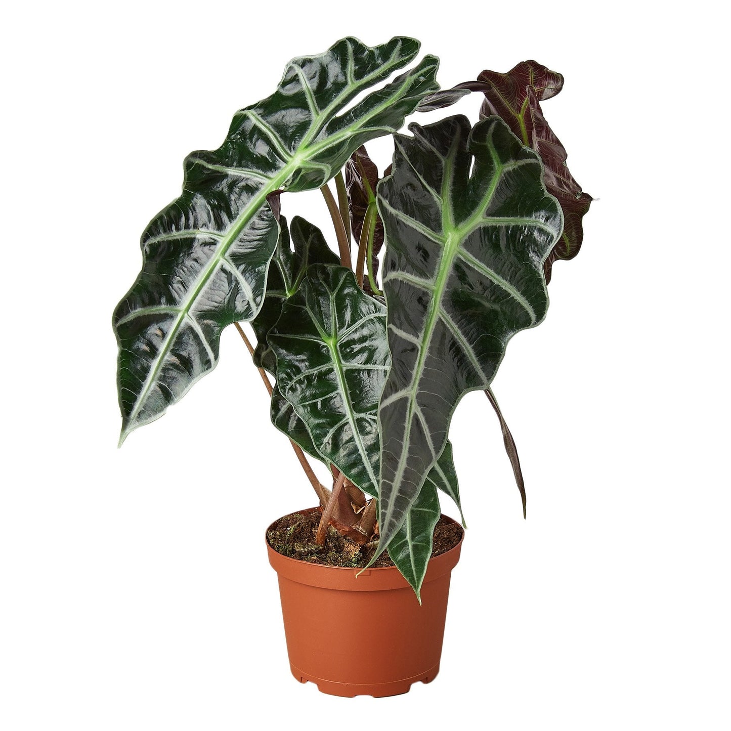 African Mask Alocasia