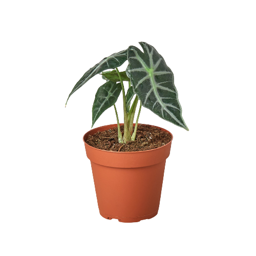 Bambino Alocasia 4"