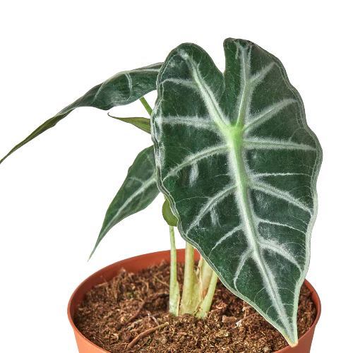 Bambino Alocasia