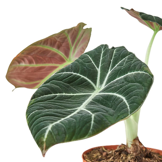 Black Velvet Alocasia