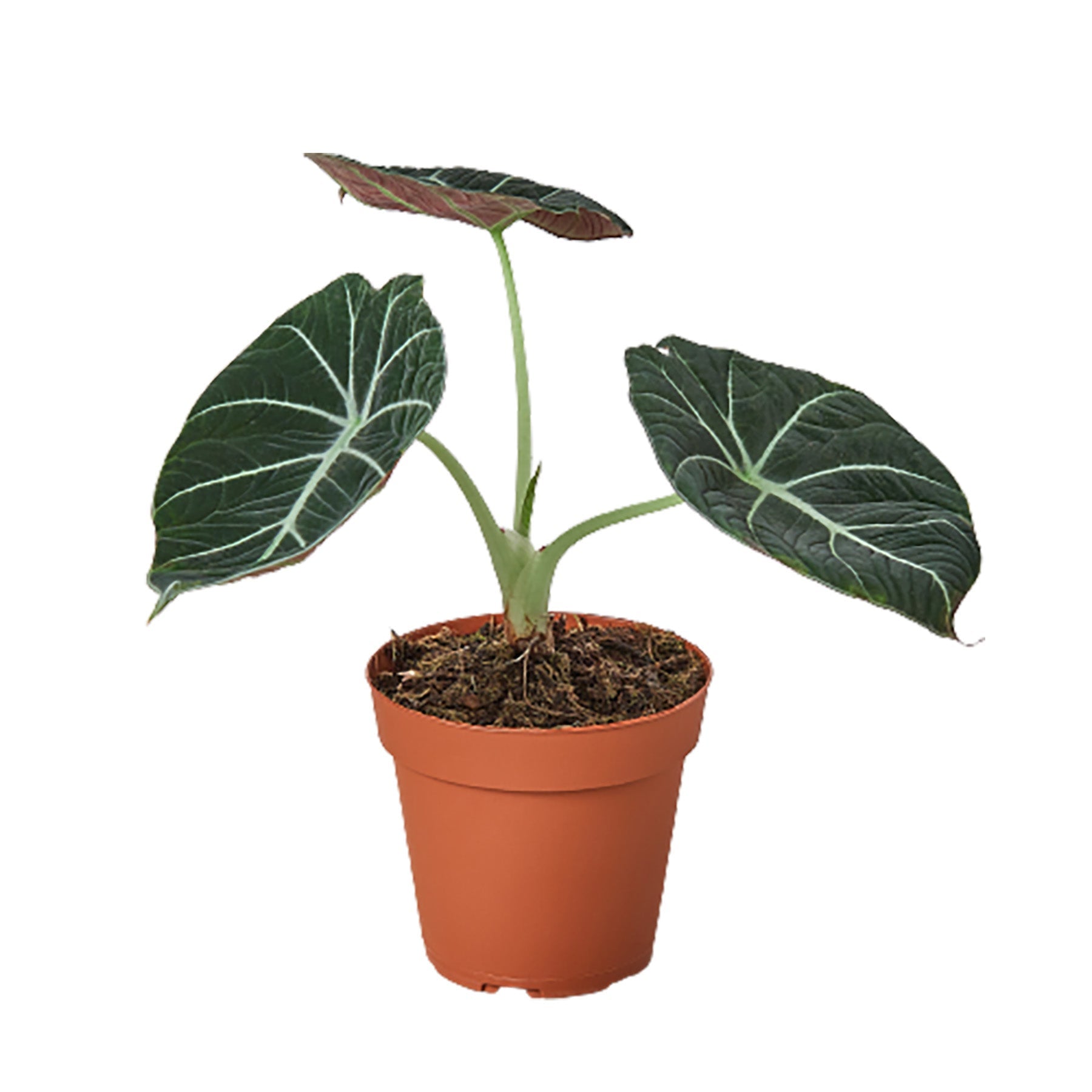 Black Velvet Alocasia