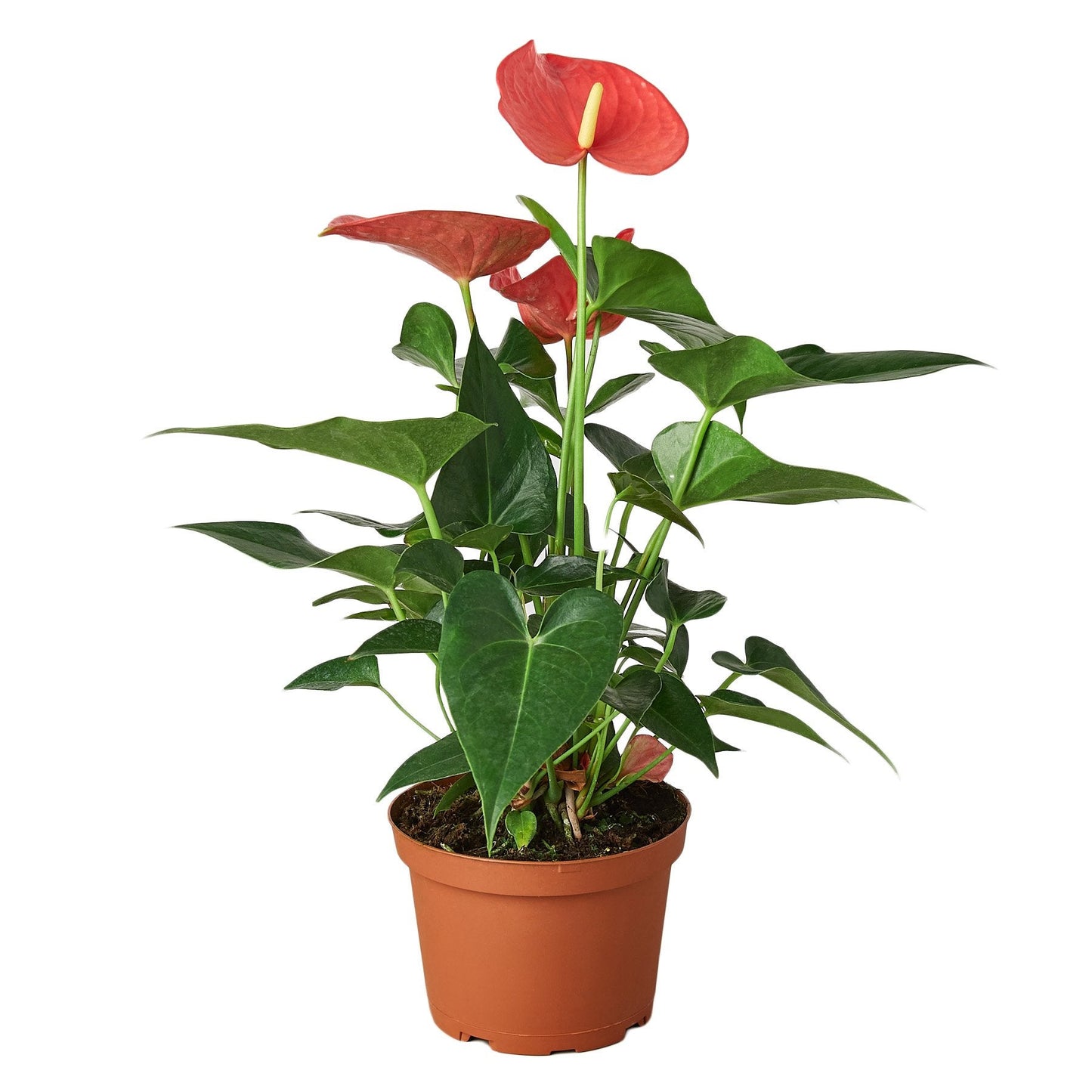 flamingo flower anthurium