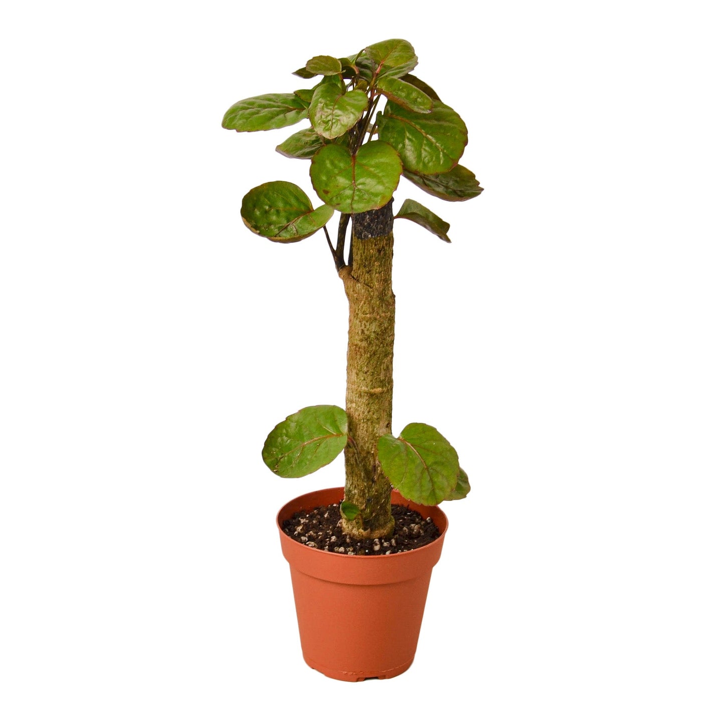 Aralia Fabian Stump