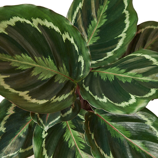 Calathea Roseopicta 'Medallion' Close Up