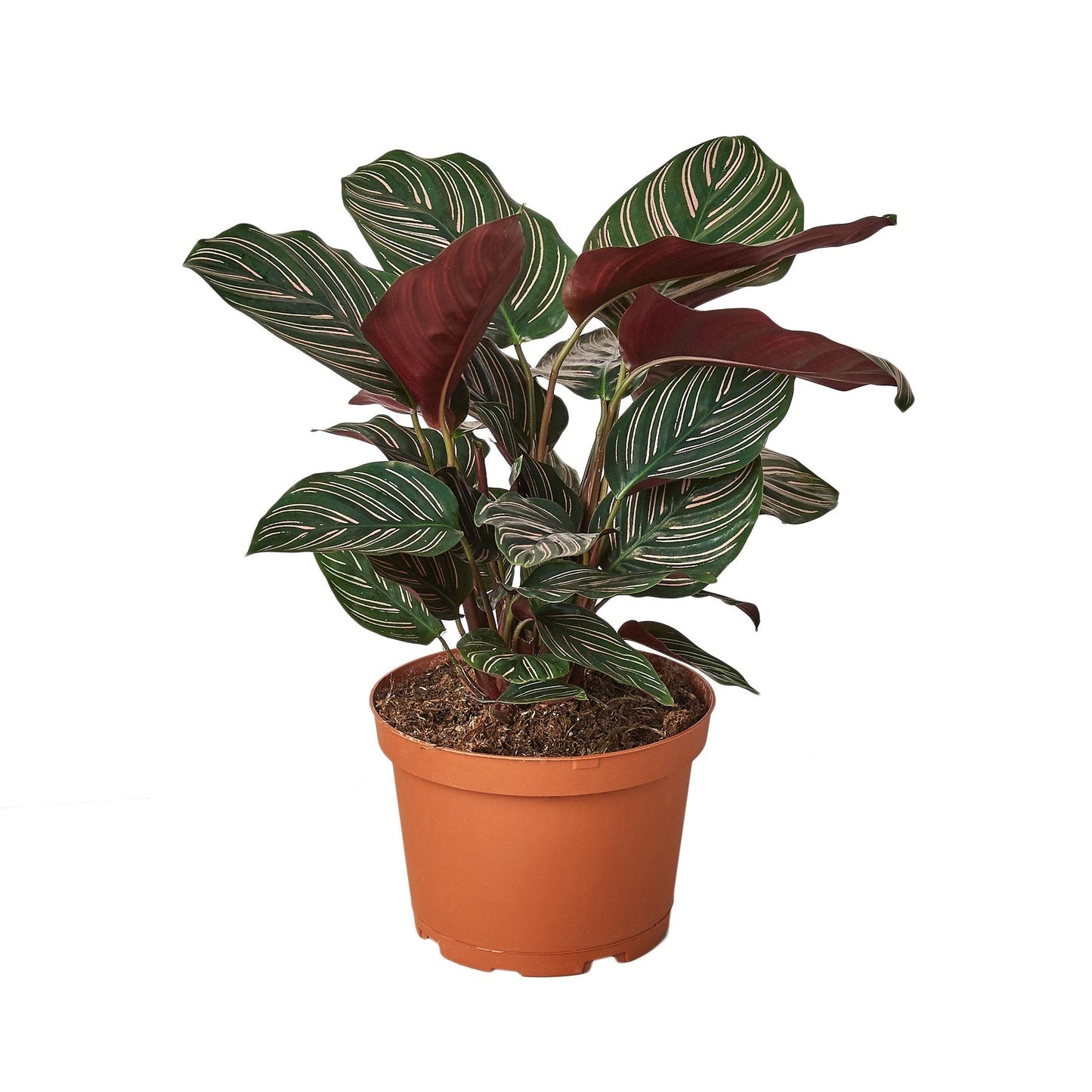 Calathea 'Ornata' 6"