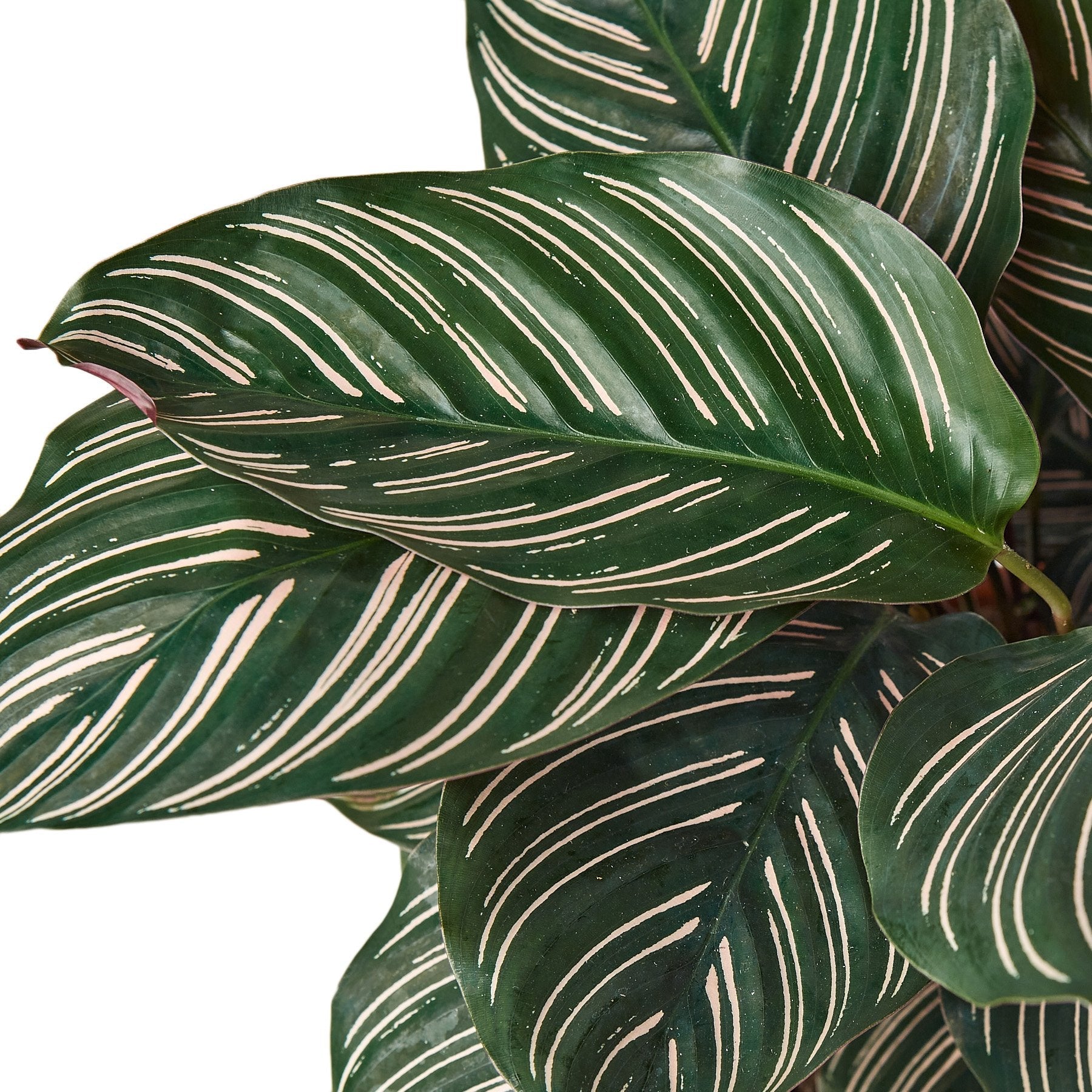 Calathea 'Ornata' close up