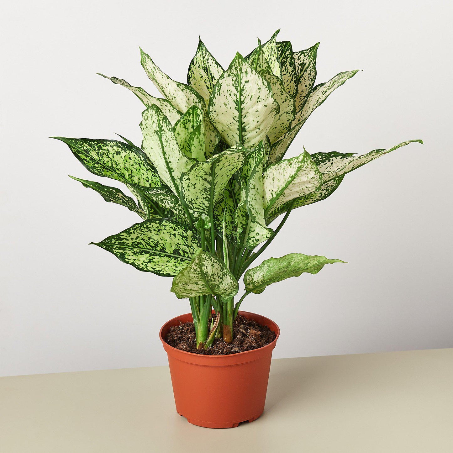 Aglaonema First Diamond 6"