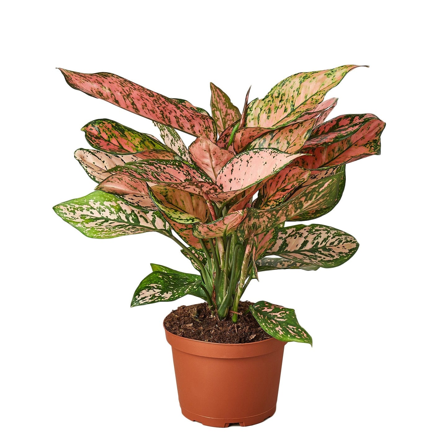 Aglaonema 'Lady Valentine' 6"