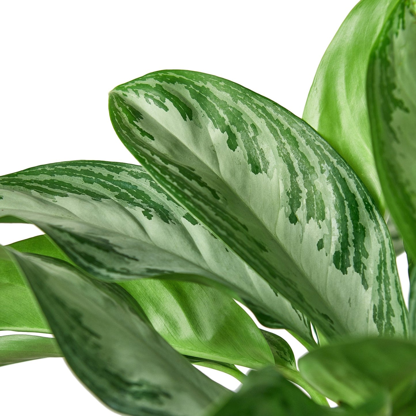 Aglaonema Silver Bay