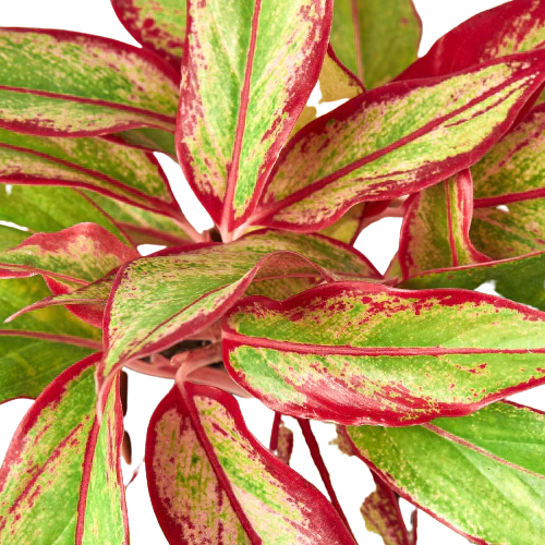 Aglaonema 'Red Siam' Chinese Evergreen