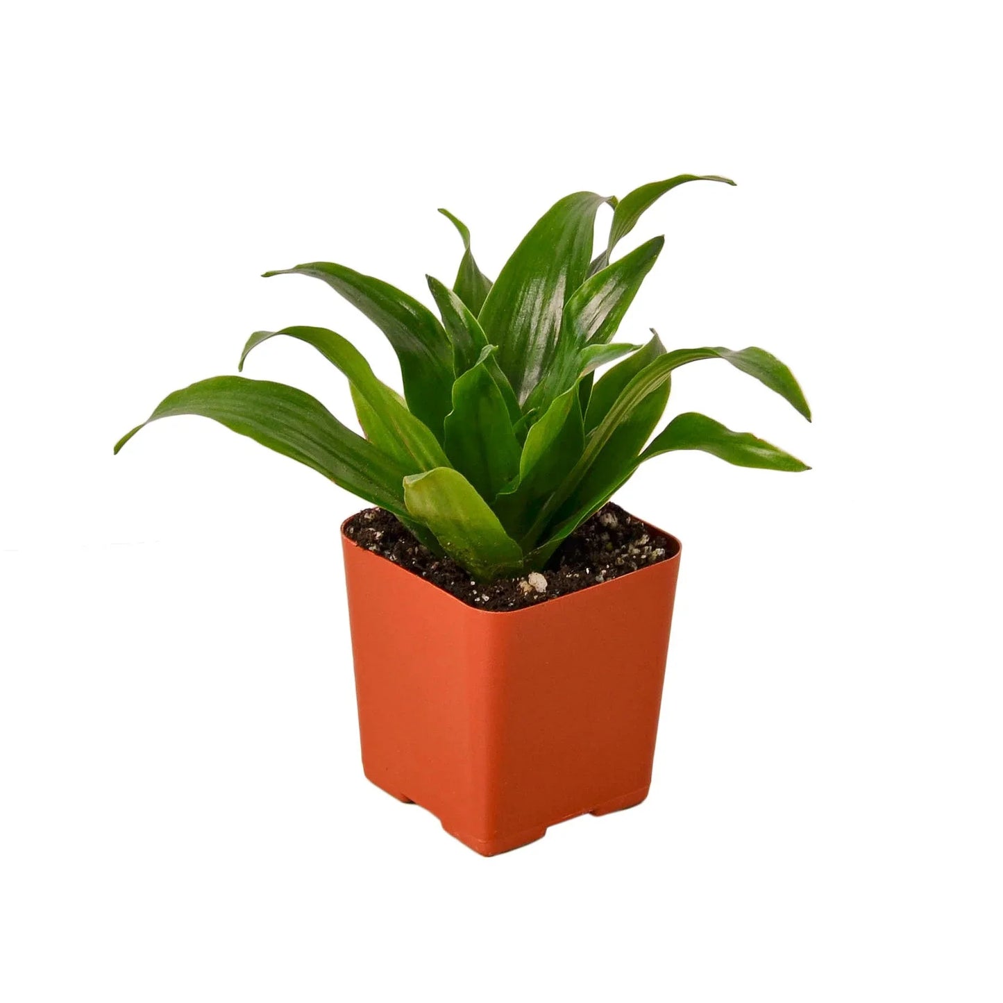 Dracaena 'Janet Craig' 2"