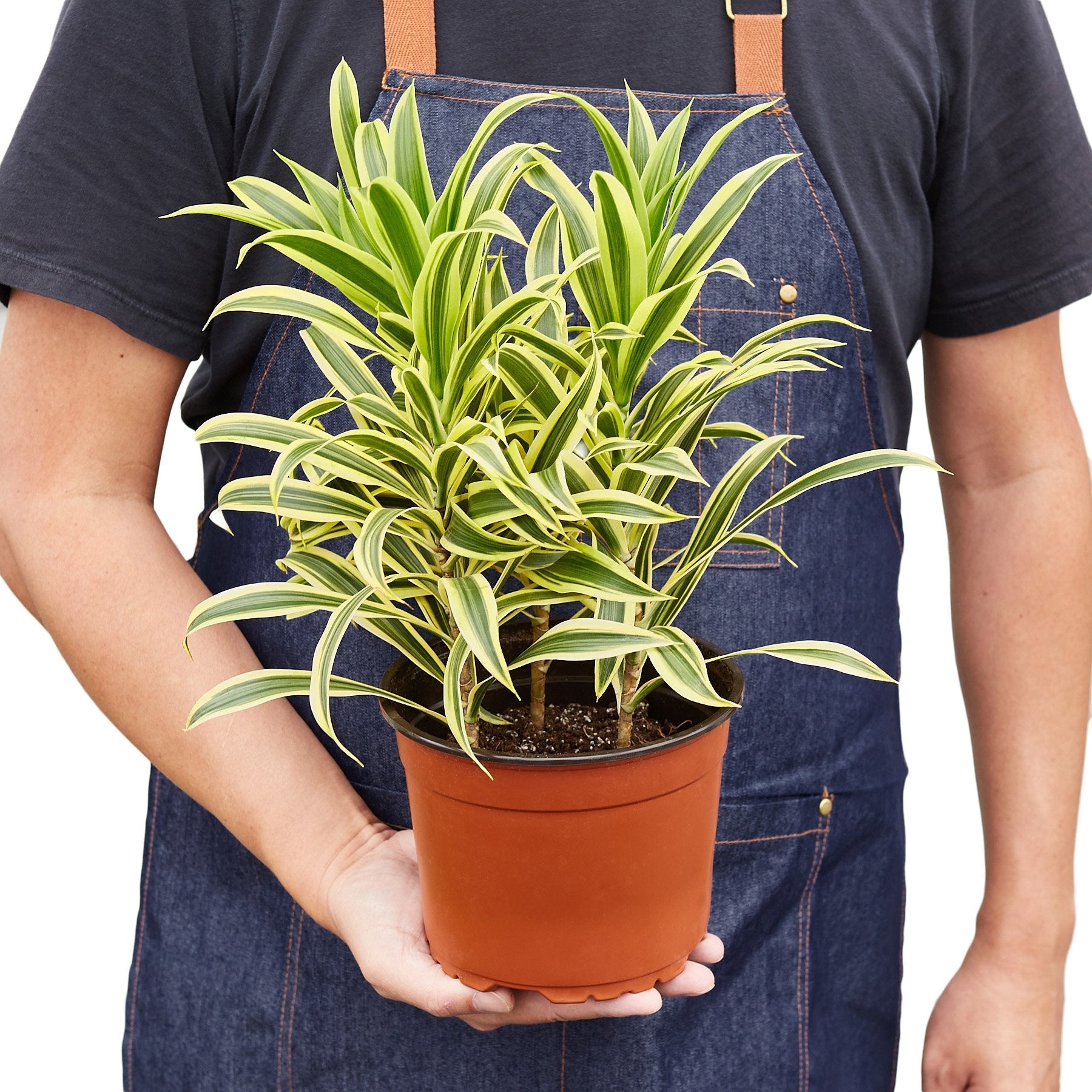 Song of India Dracaena 6"