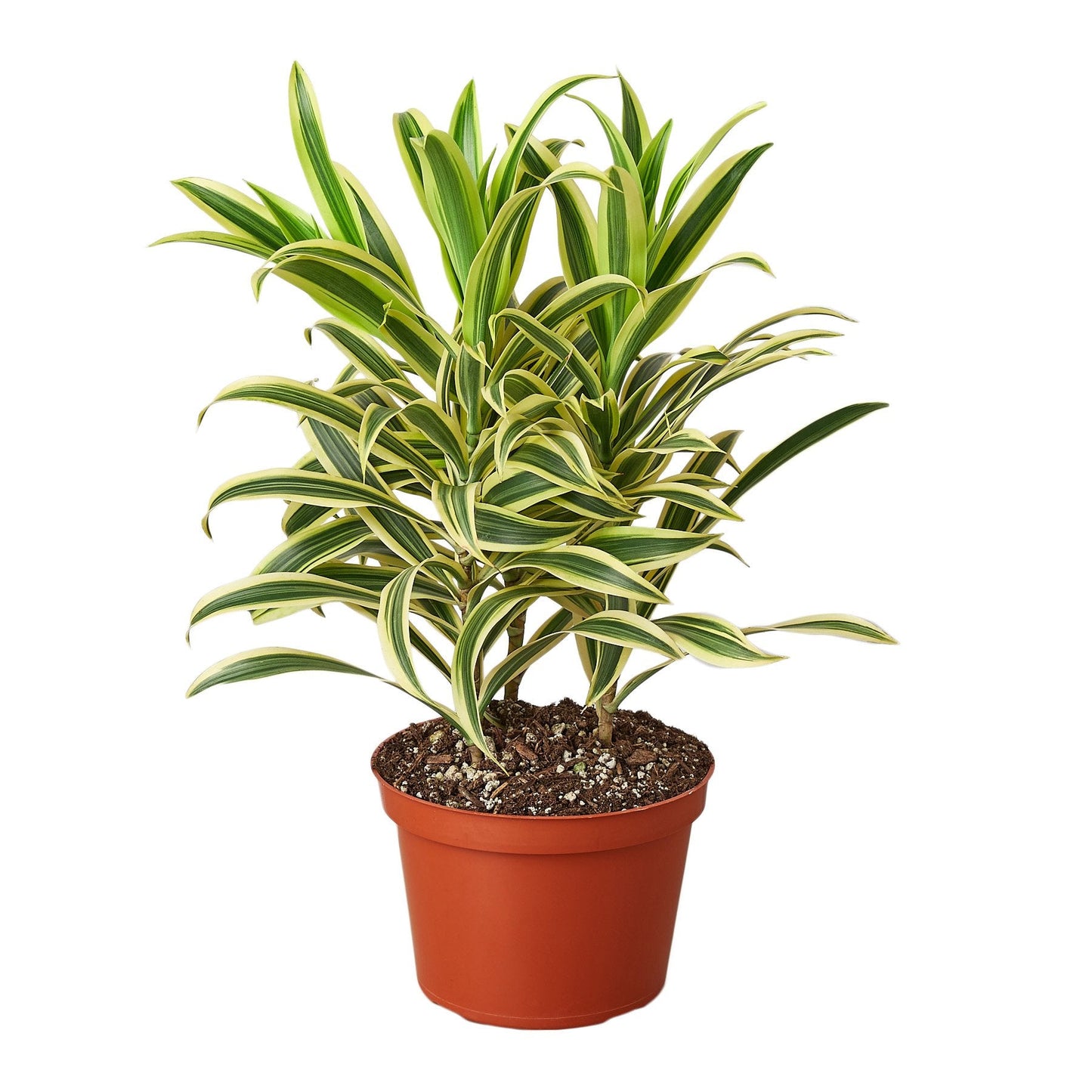 Song of India Dracaena 6