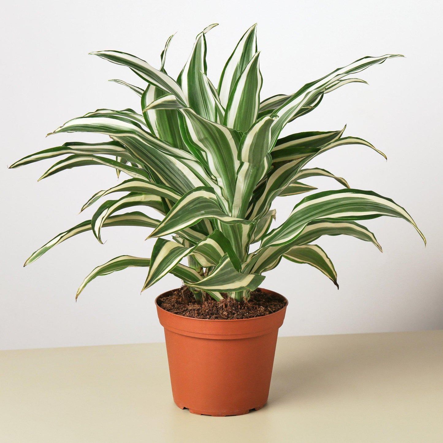 White Jewel Dracaena