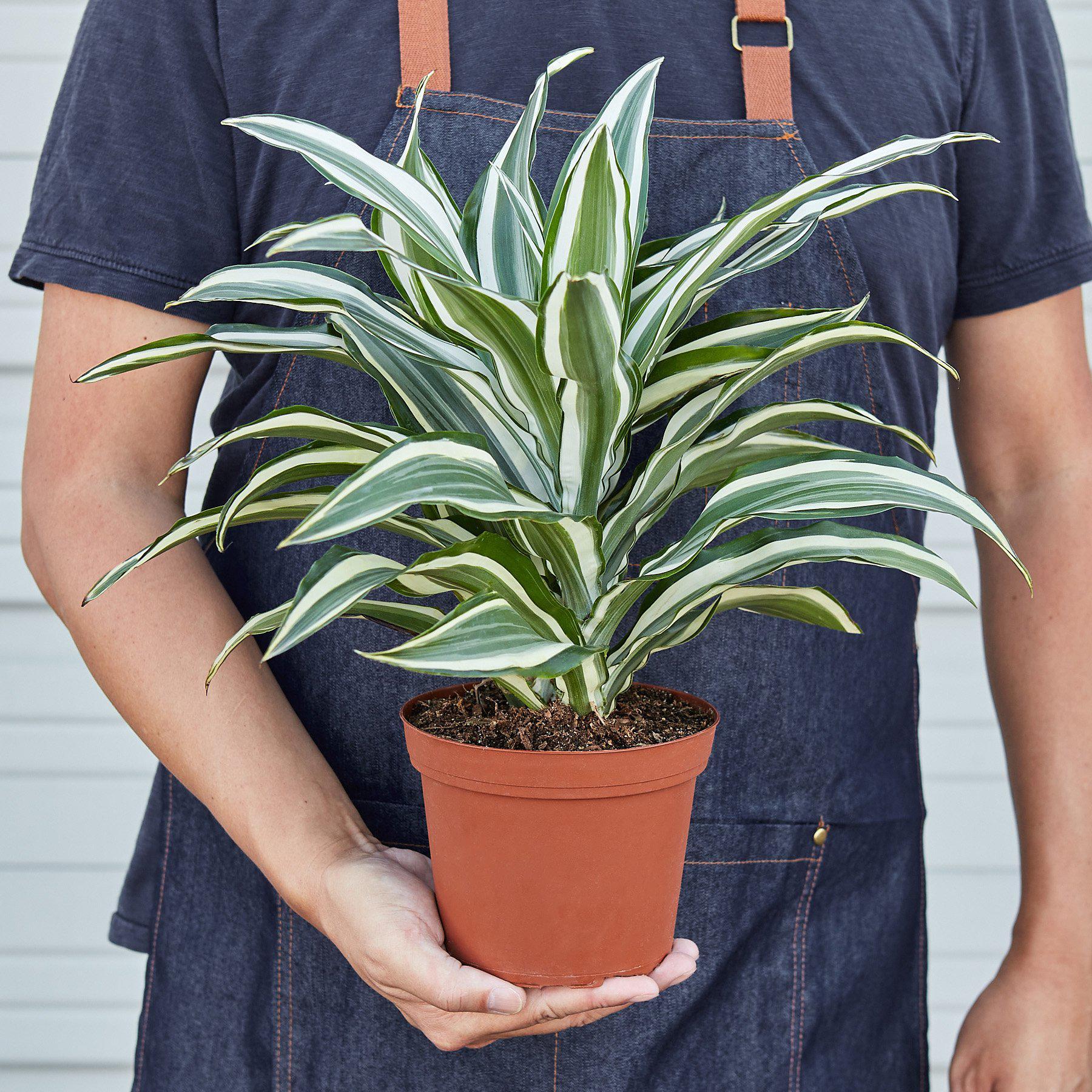 White Jewel Dracaena 6"