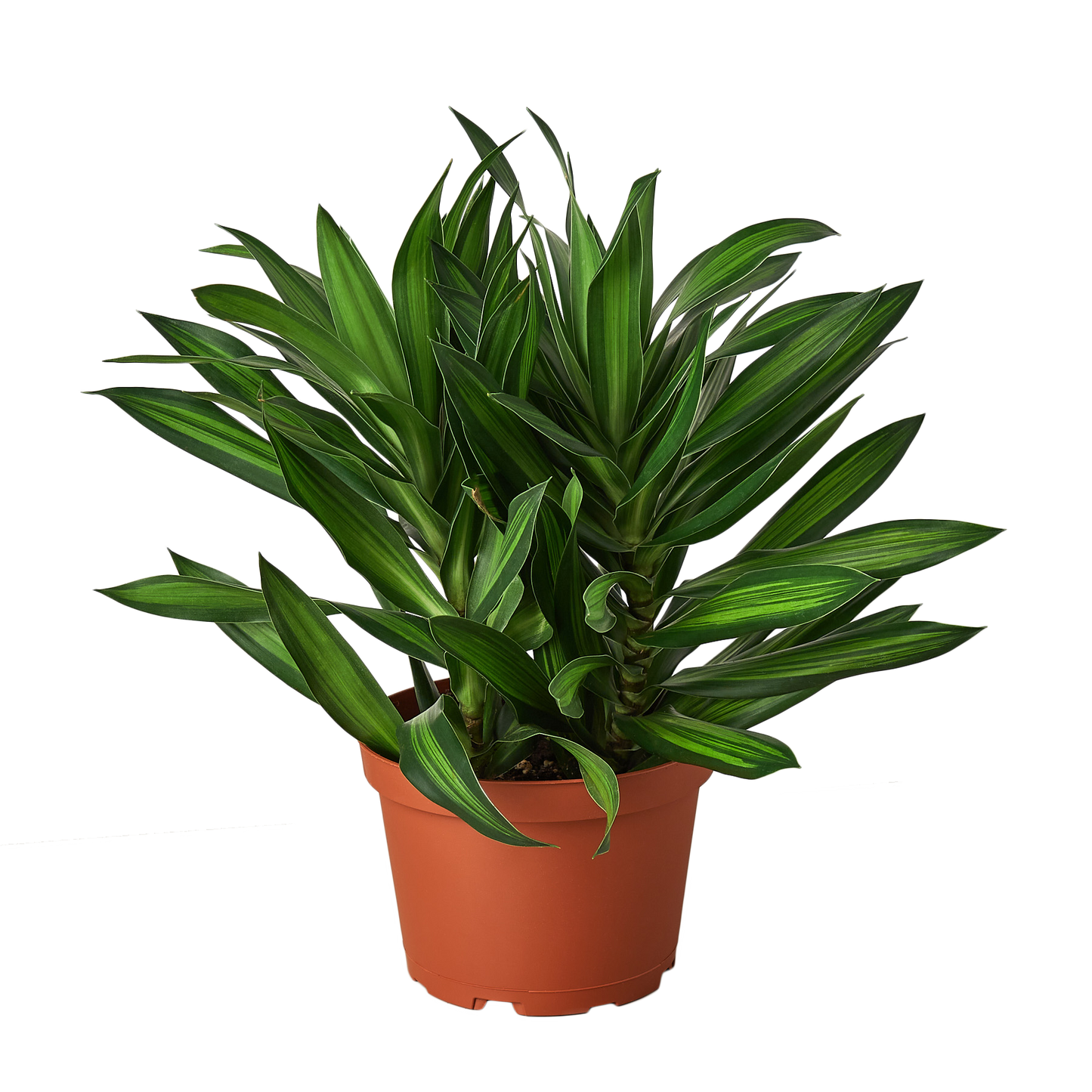 Dracaena 'Song of Jamaica' 6"