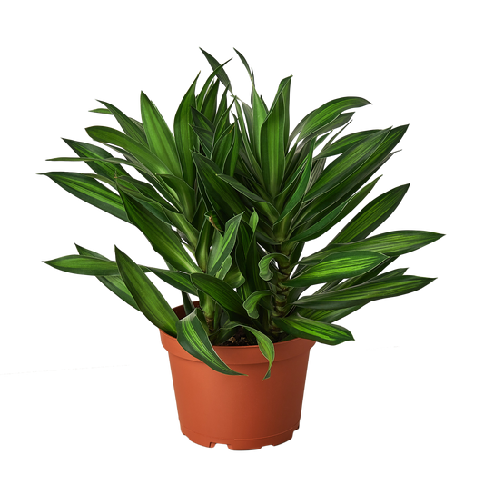 Dracaena 'Song of Jamaica' 6"