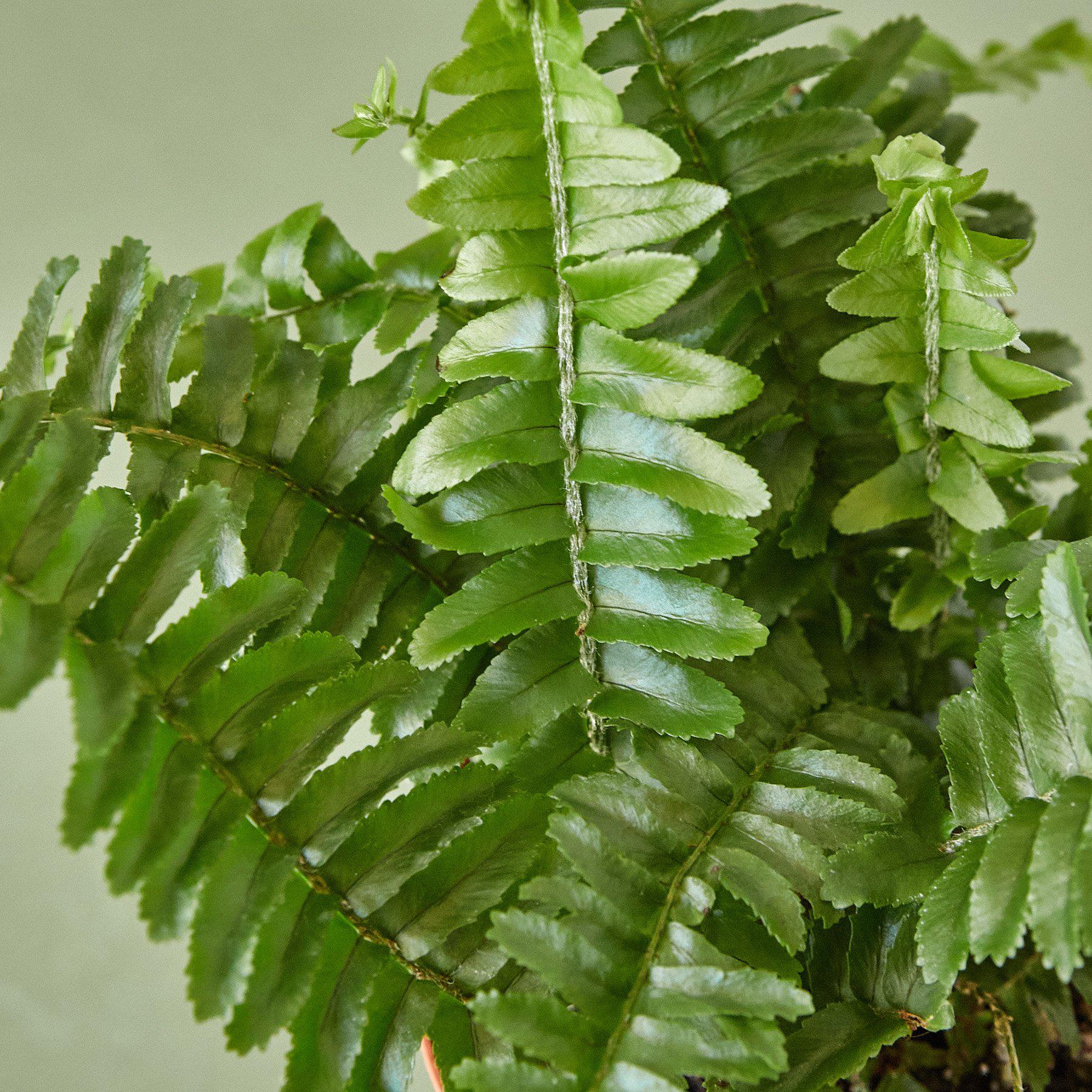 Boston Fern