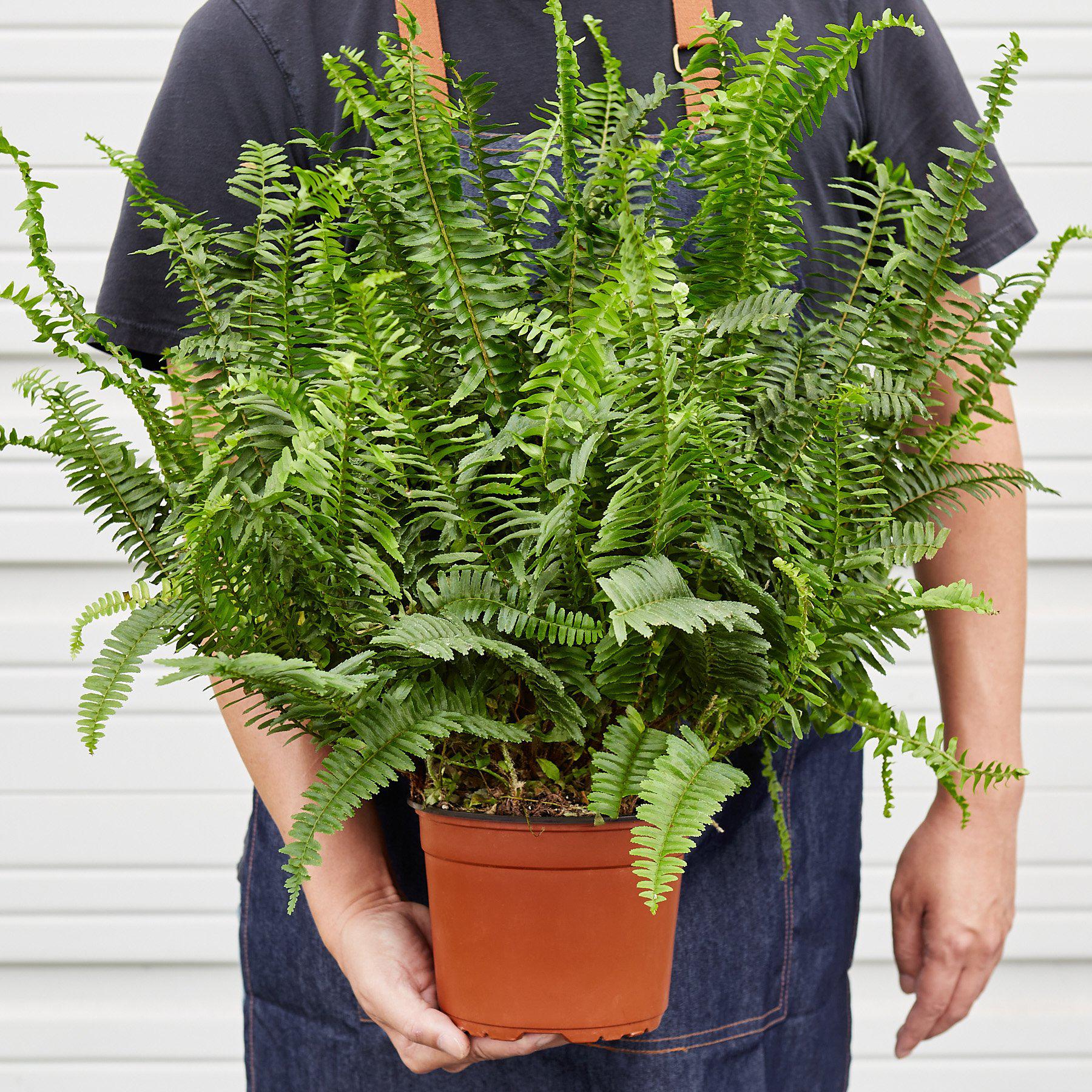 Boston Fern Large