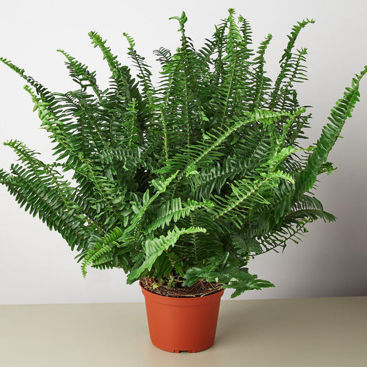 Jester Crown Fern