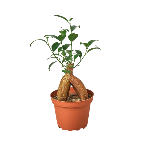 Ginseng Bonsai