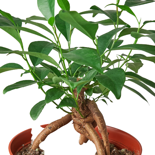 Ficus 'Ginseng' Bonsai