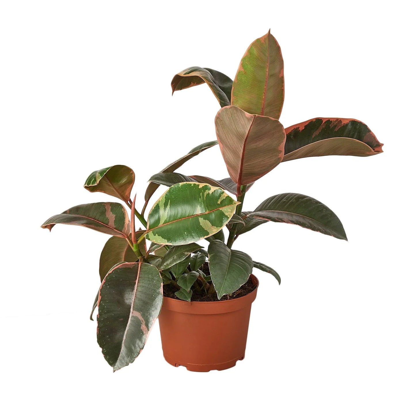 Pink Ficus