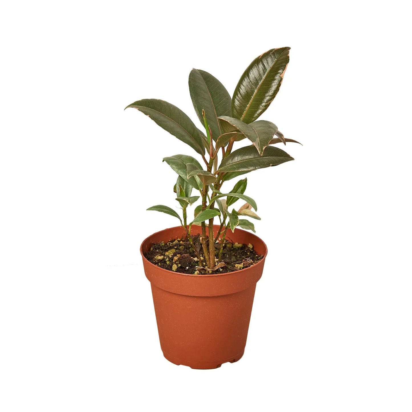 Ficus Elastica 'Tineke' 3"