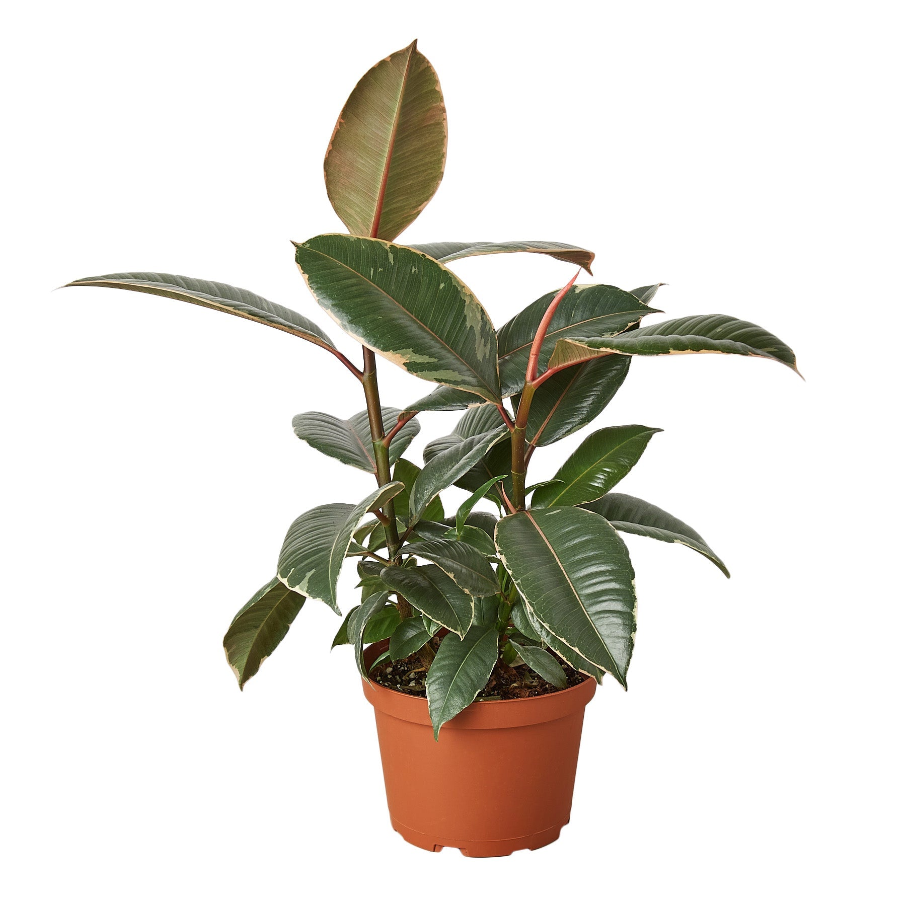 Ficus Elastica 'Tineke' 6"