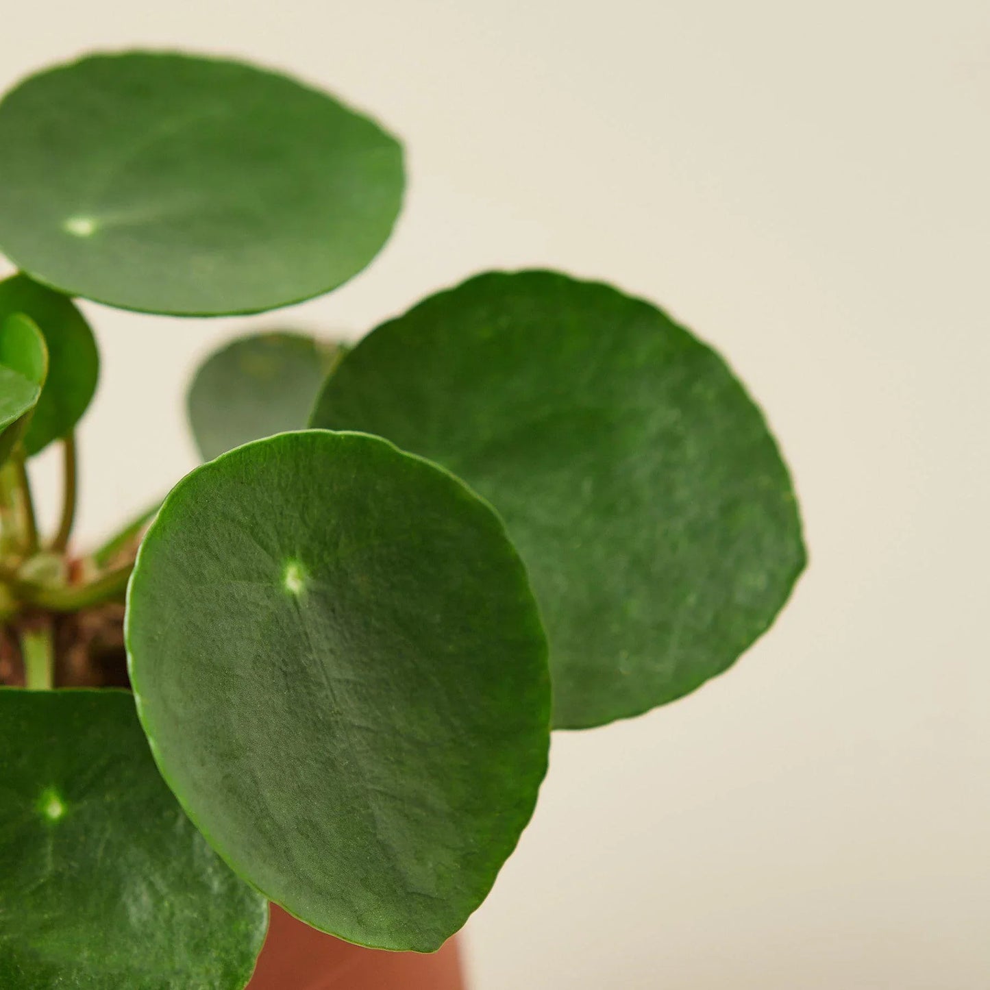 Pilea Peperomioides