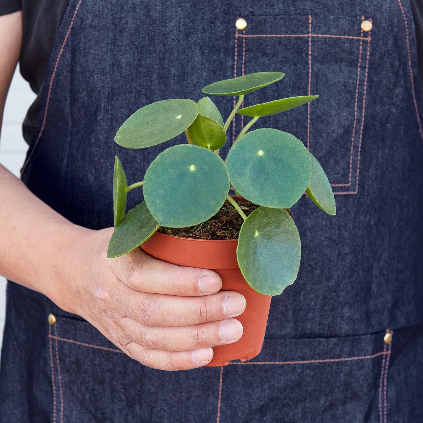 Chinese Money Plant Pilea